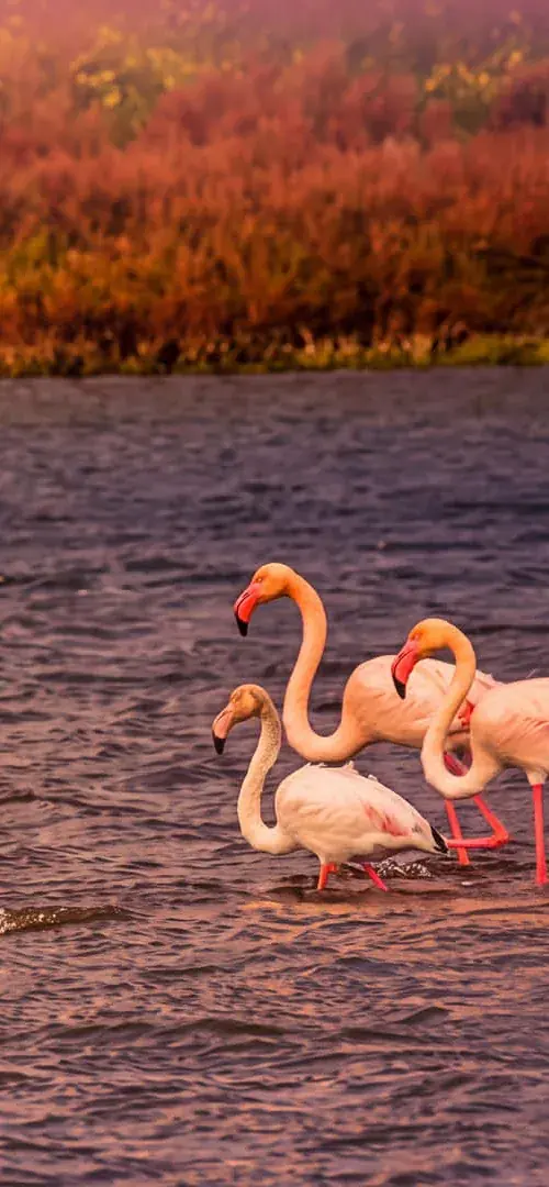 Flamingos in den Salinen von Addaia